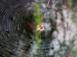 backyard-spider